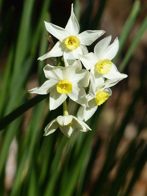 水仙 意味|水仙（スイセン）の花言葉｜種類、花の特徴、色別の 